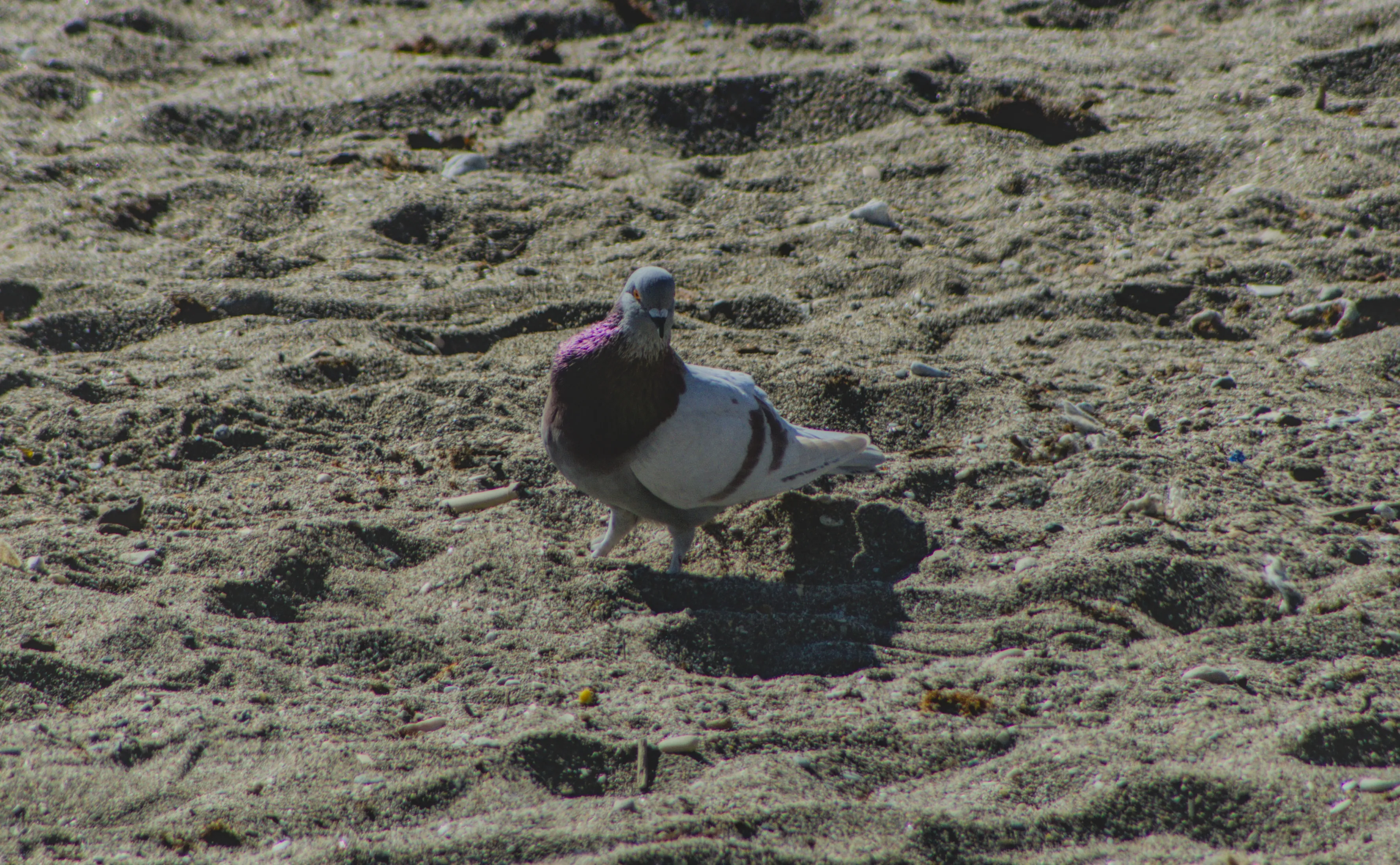 Tamron 28-300mm F3.5-6.3 (EF) - _I4A7014.webp